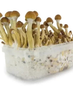 Brazil Supa Grow Kit