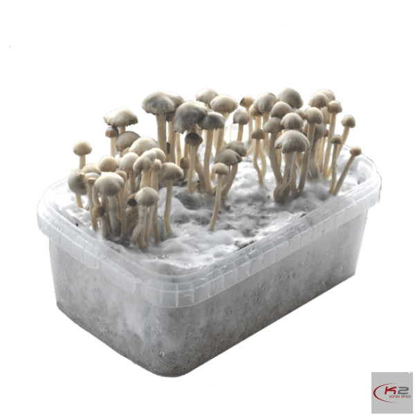 Buy-Copelandia-Hawaiian-mushroom-grow-kit.png