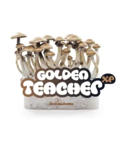 Golden Teacher Mushrooms Grow Kit