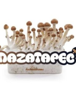 Mazatapec mushroom grow kit