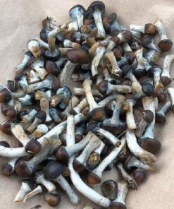 Psilocybe Baecoystis