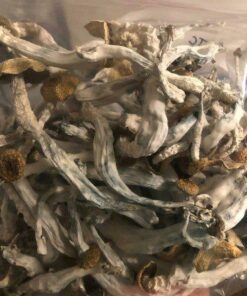 Psilocybe Cubensis