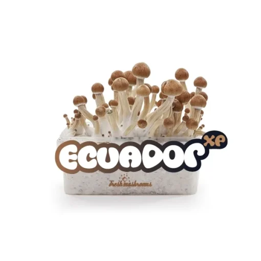 Ecuador-cubensis-grow-kit.webp