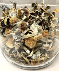 Psilocybe Azurescens