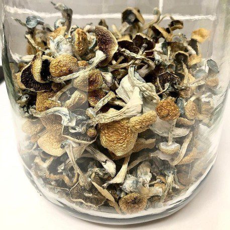 Psilocybe-Azurescens-mushroom-spores-for-sale.jpg