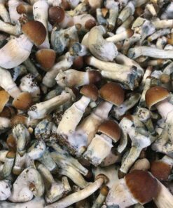 Psilocybe Cyanescens