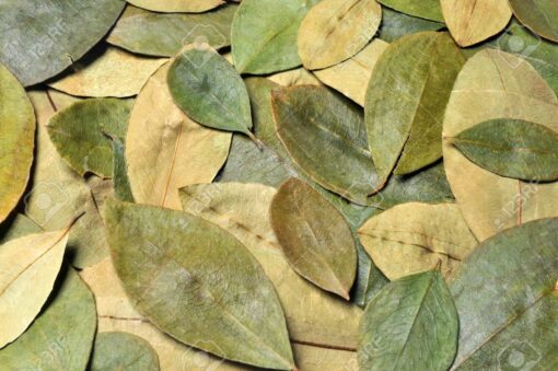 buy-coca-leaves-in-Canada-Online.jpg