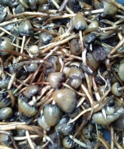 Psilocybe Semilanceata